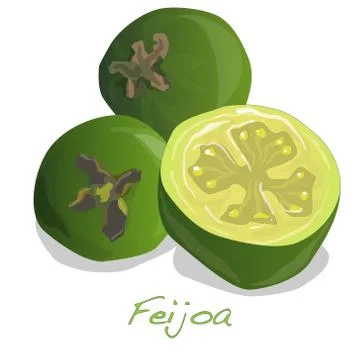 Tropical fruit feijoa vector Stock Illustration