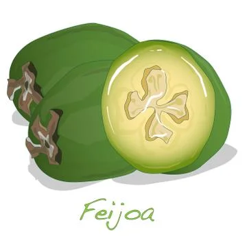 Tropical fruit feijoa vector Stock Illustration