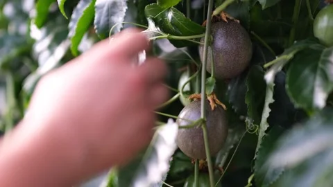 Tropical fruit Stock Footage 172263290