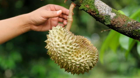 Tropical fruit with human hand. Stock Footage 41286564