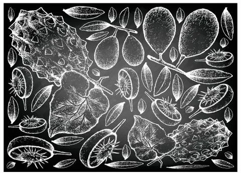 Tropical Fruit, Illustration Background of Hand Drawn Sketch of Fresh Ambarel Stock Illustration