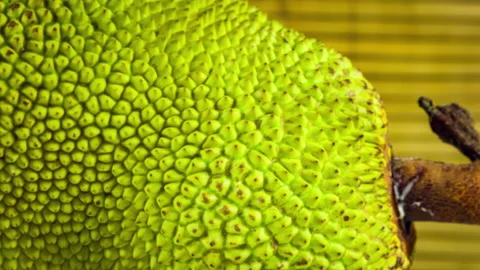Tropical fruit Jackfruit close up rotation on bamboo. Selective focus Vídeo Stock 90732421