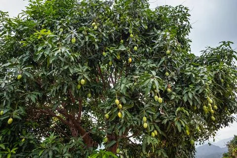 Tropical fruit Mango tree with many fruits. Unripe mangoes hanging on the man Stock Photos