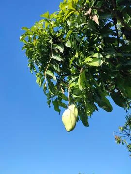 Tropical fruit Stock-Fotos