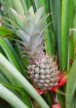 Tropical fruit of pineapple field Stock Photos