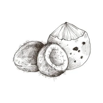 Tropical Fruit Sketch Illustrazione stock