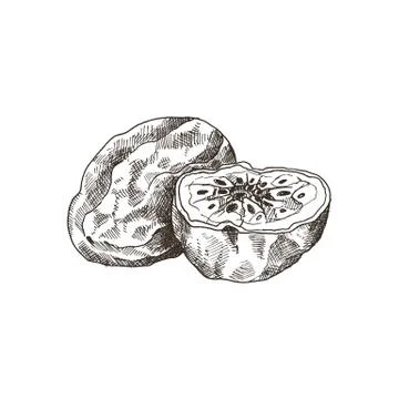 Tropical Fruit Sketch Stock Illustration