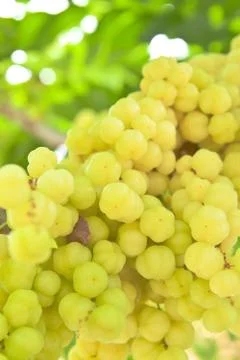 Tropical fruit ,thai native fruit name in thai is "ma yom" Stock Photos