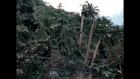 Tropical Fruit Trees Stock Footage 278240504