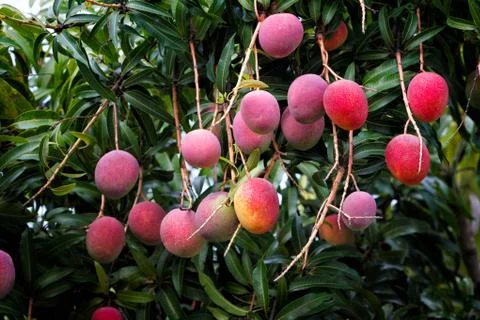 Tropical fruits - ripe mangos growing on tree Stock Photos