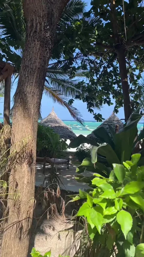 Tropical garden beach view thatched umbrellas Matemwe Zanzibar ocean HD vertical 스톡 동영상 342148227