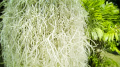 Tropical garden close up point of view shot of plant Stock Footage 37358463
