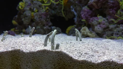 Tropical garden eels rising from sandy seabed in clear aquarium water Stock Footage 316912814