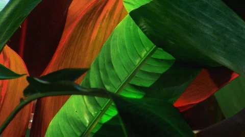 Tropical Garden 스톡 동영상 109386