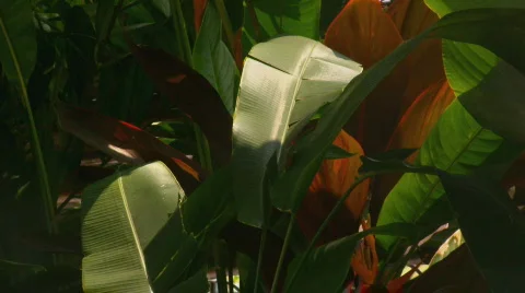 Tropical Garden 스톡 동영상 109407