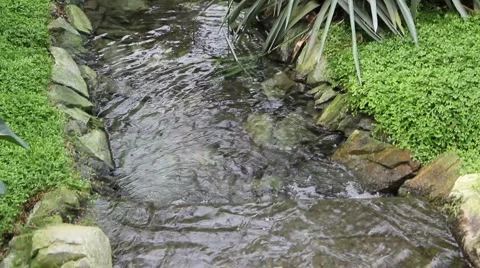 Tropical garden Stock Footage 5207142