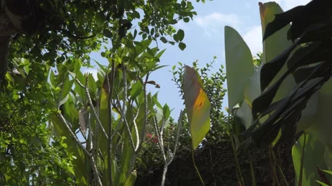 Tropical garden Stock Footage 205032680