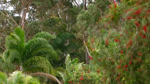 Tropical garden in high winds Video stock 32169723