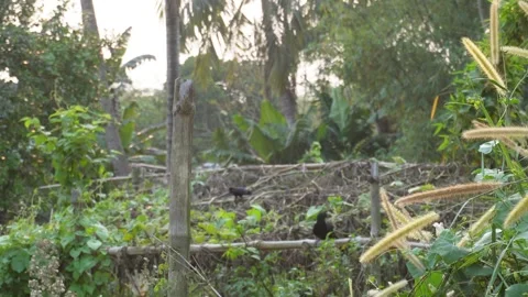 Tropical Garden Landscape Stock-Footage 333924289