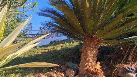 Tropical Garden with Palm Trees Vídeo Stock 331657517