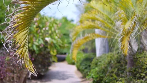A tropical garden path lined with lush greenery and palm trees under a clea.. Stock Footage 285123146