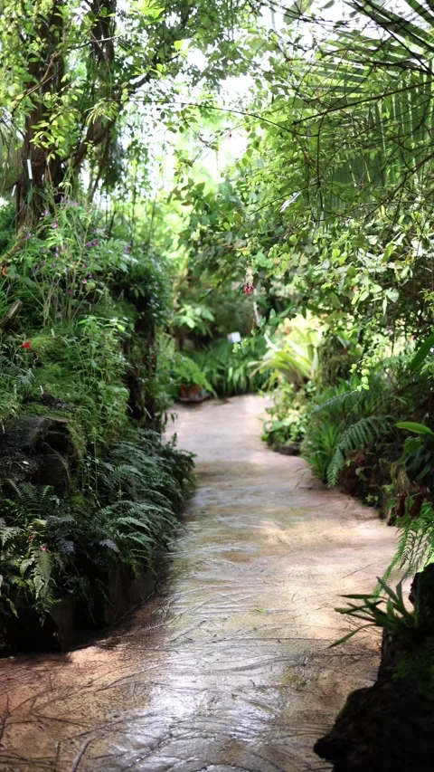 Tropical garden path winds through lush exotic plants inside a greenhouse Video stock 344789214
