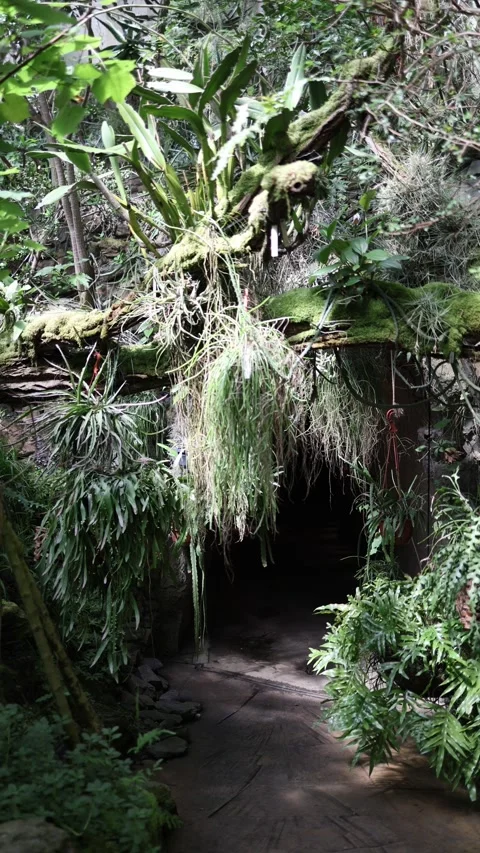 Tropical garden pathway beneath mossy branches and hanging exotic plants Stock Footage 344788413