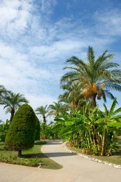 Tropical garden Foto stock