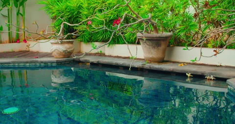 Tropical garden plants in pot reflected in blue water of swimming pool. Red Stock Footage 221644969