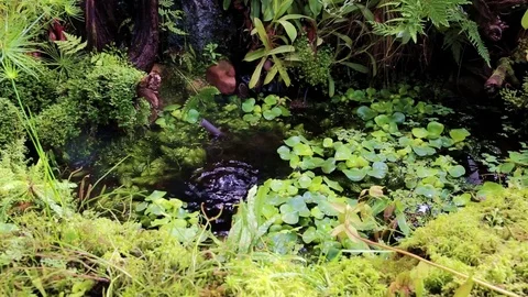 Tropical garden with a pond Stock Footage 75154942