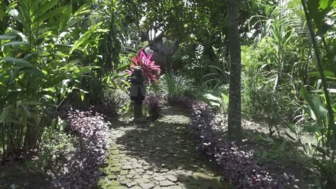 Tropical garden in sunny day, Bali, Indonesia Stock Footage