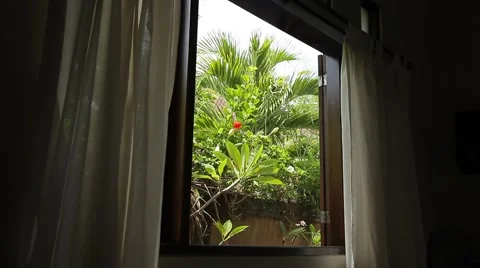 Tropical garden through the window. Curtains and plants swinging in strong wind. Stock Footage 50133744