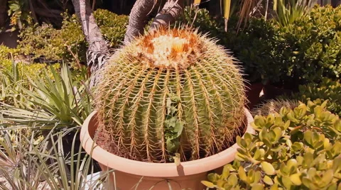 Tropical gardens, cactus Stock Footage 40749807