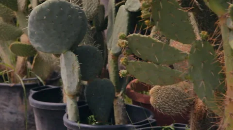 Tropical gardens, cactus Stock Footage 40945194