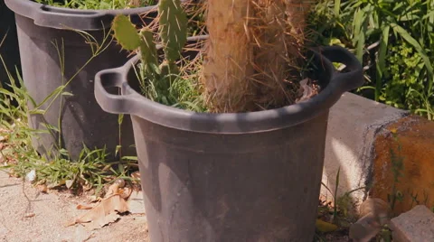 Tropical gardens, cactus Stockbeeldmateriaal 40945887