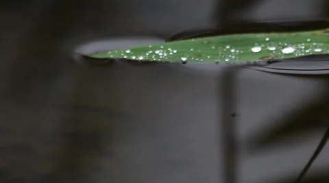 Tropical Gerridae 스톡 동영상 57560616