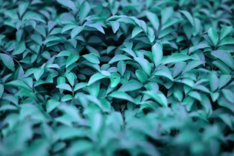 Tropical glowing leaves. Stock Photos