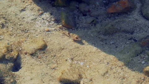 Tropical Goby Fish Resting on Sandy Seabed in Shallow Coastal Water Video stock 337092399
