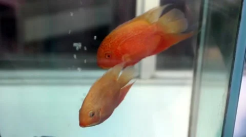Tropical Gold fish Video stock 43996956
