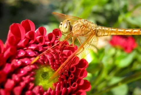 Tropical golden dragonfly on red flower Stock Photos