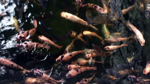 Tropical goldfish Stock Footage 66714066
