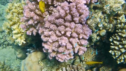 Tropical goldfish Vídeo Stock 74504829