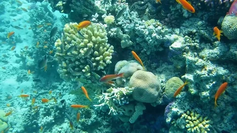 Tropical goldfish Stock Footage 74505583