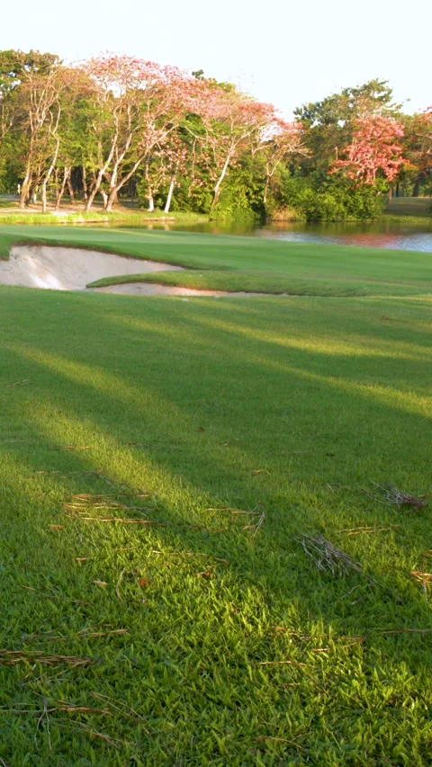 Tropical Golf Course Fairway with Sand Trap and Flowering Trees Stock Footage 338420146