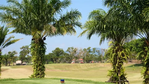 Tropical golf course with lush palm trees and green fairways offering Видео 274046523