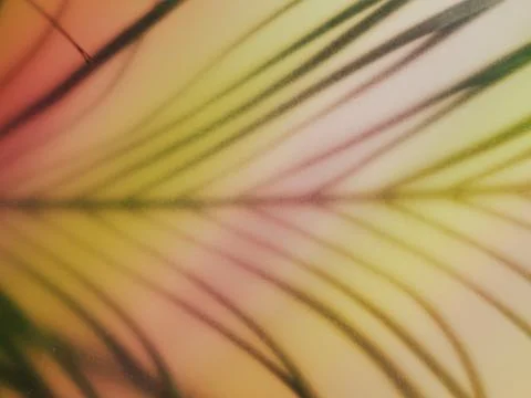 Tropical gradient. A palm leaf, branch shadow on gradient green pink background Foto stock