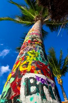 Tropical Graffiti Tree Stock Photos