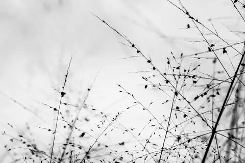 Tropical grass background Stock Photos