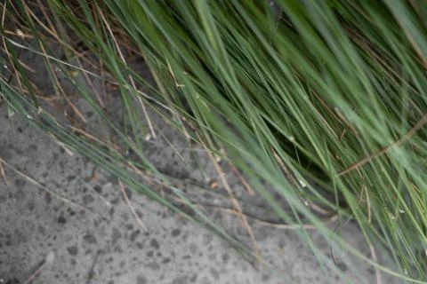Tropical grass leaves close-up pattern Stock Photos