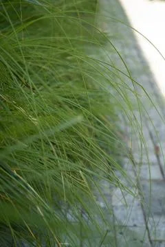 Tropical grass leaves close-up pattern Stock Photos